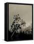 Silhouette of Cow Parsley-David Ridley-Framed Stretched Canvas