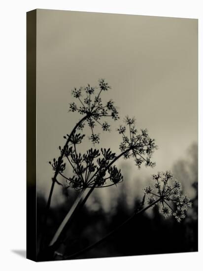 Silhouette of Cow Parsley-David Ridley-Stretched Canvas