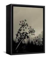 Silhouette of Cow Parsley-David Ridley-Framed Stretched Canvas