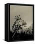 Silhouette of Cow Parsley-David Ridley-Framed Stretched Canvas