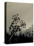 Silhouette of Cow Parsley-David Ridley-Stretched Canvas