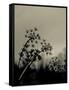 Silhouette of Cow Parsley-David Ridley-Framed Stretched Canvas