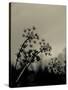 Silhouette of Cow Parsley-David Ridley-Stretched Canvas