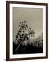 Silhouette of Cow Parsley-David Ridley-Framed Photographic Print