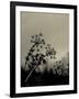 Silhouette of Cow Parsley-David Ridley-Framed Photographic Print