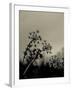 Silhouette of Cow Parsley-David Ridley-Framed Photographic Print