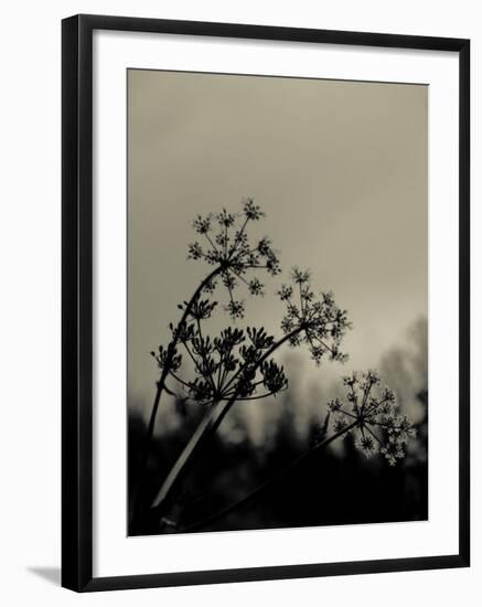 Silhouette of Cow Parsley-David Ridley-Framed Photographic Print