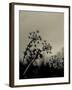 Silhouette of Cow Parsley-David Ridley-Framed Photographic Print