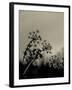 Silhouette of Cow Parsley-David Ridley-Framed Photographic Print