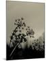 Silhouette of Cow Parsley-David Ridley-Mounted Photographic Print