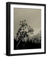 Silhouette of Cow Parsley-David Ridley-Framed Photographic Print