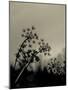 Silhouette of Cow Parsley-David Ridley-Mounted Photographic Print