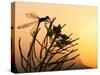 Silhouette of Damselfly, Lee Metcalf National Wildlife Refuge, Montana, USA-Nancy Rotenberg-Stretched Canvas