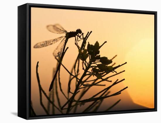 Silhouette of Damselfly, Lee Metcalf National Wildlife Refuge, Montana, USA-Nancy Rotenberg-Framed Stretched Canvas