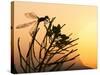Silhouette of Damselfly, Lee Metcalf National Wildlife Refuge, Montana, USA-Nancy Rotenberg-Stretched Canvas