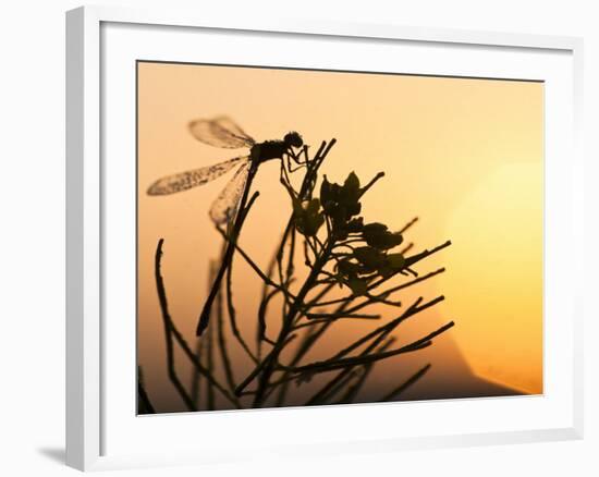 Silhouette of Damselfly, Lee Metcalf National Wildlife Refuge, Montana, USA-Nancy Rotenberg-Framed Photographic Print