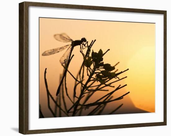 Silhouette of Damselfly, Lee Metcalf National Wildlife Refuge, Montana, USA-Nancy Rotenberg-Framed Photographic Print