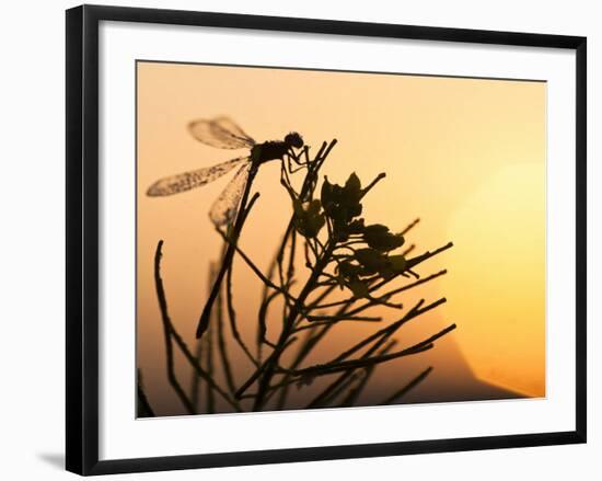 Silhouette of Damselfly, Lee Metcalf National Wildlife Refuge, Montana, USA-Nancy Rotenberg-Framed Photographic Print