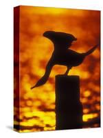Silhouette of Double Crested Cormorant on Pile at Sunset, Jamaica Bay Wildlife Refuge, New York-Arthur Morris-Stretched Canvas