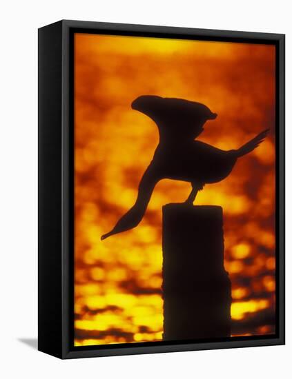Silhouette of Double Crested Cormorant on Pile at Sunset, Jamaica Bay Wildlife Refuge, New York-Arthur Morris-Framed Stretched Canvas