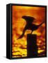 Silhouette of Double Crested Cormorant on Pile at Sunset, Jamaica Bay Wildlife Refuge, New York-Arthur Morris-Framed Stretched Canvas