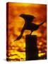 Silhouette of Double Crested Cormorant on Pile at Sunset, Jamaica Bay Wildlife Refuge, New York-Arthur Morris-Stretched Canvas