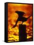 Silhouette of Double Crested Cormorant on Pile at Sunset, Jamaica Bay Wildlife Refuge, New York-Arthur Morris-Framed Stretched Canvas