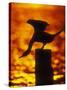 Silhouette of Double Crested Cormorant on Pile at Sunset, Jamaica Bay Wildlife Refuge, New York-Arthur Morris-Stretched Canvas