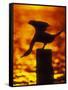 Silhouette of Double Crested Cormorant on Pile at Sunset, Jamaica Bay Wildlife Refuge, New York-Arthur Morris-Framed Stretched Canvas