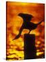 Silhouette of Double Crested Cormorant on Pile at Sunset, Jamaica Bay Wildlife Refuge, New York-Arthur Morris-Stretched Canvas