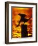 Silhouette of Double Crested Cormorant on Pile at Sunset, Jamaica Bay Wildlife Refuge, New York-Arthur Morris-Framed Premium Photographic Print