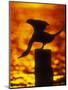 Silhouette of Double Crested Cormorant on Pile at Sunset, Jamaica Bay Wildlife Refuge, New York-Arthur Morris-Mounted Premium Photographic Print