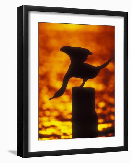 Silhouette of Double Crested Cormorant on Pile at Sunset, Jamaica Bay Wildlife Refuge, New York-Arthur Morris-Framed Photographic Print