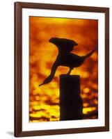 Silhouette of Double Crested Cormorant on Pile at Sunset, Jamaica Bay Wildlife Refuge, New York-Arthur Morris-Framed Photographic Print