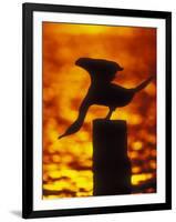 Silhouette of Double Crested Cormorant on Pile at Sunset, Jamaica Bay Wildlife Refuge, New York-Arthur Morris-Framed Photographic Print