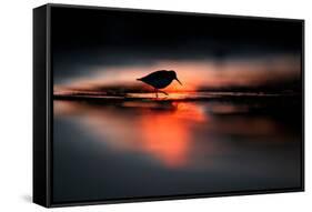 Silhouette of Dunlin in the last rays of setting sun, Poland-Mateusz Piesiak-Framed Stretched Canvas