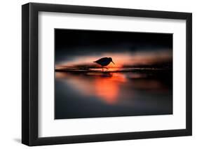 Silhouette of Dunlin in the last rays of setting sun, Poland-Mateusz Piesiak-Framed Photographic Print