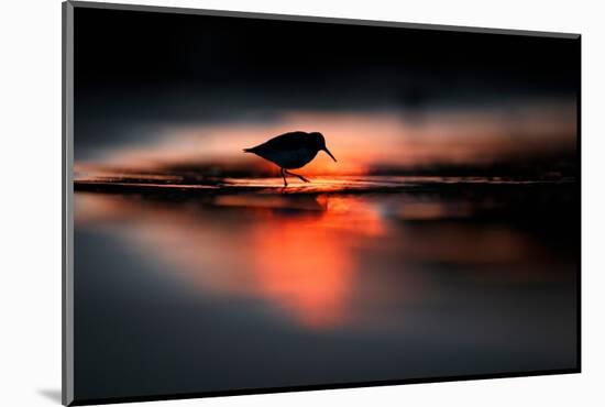 Silhouette of Dunlin in the last rays of setting sun, Poland-Mateusz Piesiak-Mounted Photographic Print