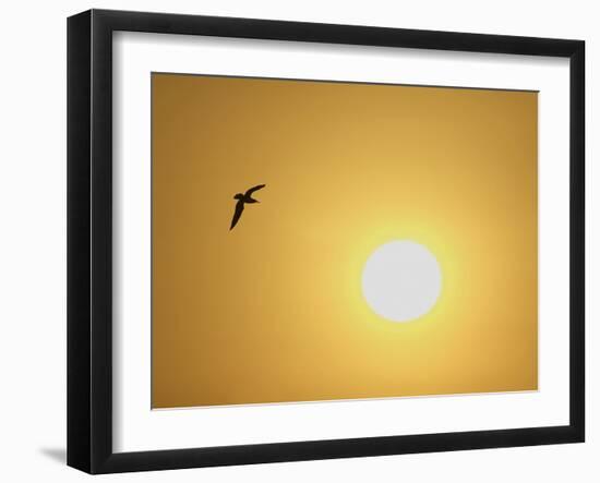 Silhouette of Flying Ring-Billed Gull at Sunrise, Merritt Island National Wildlife Refuge-Arthur Morris-Framed Premium Photographic Print