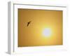 Silhouette of Flying Ring-Billed Gull at Sunrise, Merritt Island National Wildlife Refuge-Arthur Morris-Framed Premium Photographic Print