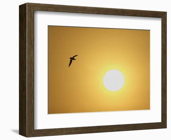 Silhouette of Flying Ring-Billed Gull at Sunrise, Merritt Island National Wildlife Refuge-Arthur Morris-Framed Photographic Print