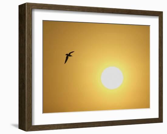 Silhouette of Flying Ring-Billed Gull at Sunrise, Merritt Island National Wildlife Refuge-Arthur Morris-Framed Photographic Print