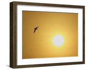 Silhouette of Flying Ring-Billed Gull at Sunrise, Merritt Island National Wildlife Refuge-Arthur Morris-Framed Photographic Print