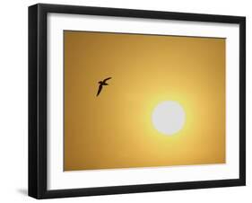 Silhouette of Flying Ring-Billed Gull at Sunrise, Merritt Island National Wildlife Refuge-Arthur Morris-Framed Photographic Print