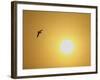 Silhouette of Flying Ring-Billed Gull at Sunrise, Merritt Island National Wildlife Refuge-Arthur Morris-Framed Photographic Print