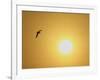 Silhouette of Flying Ring-Billed Gull at Sunrise, Merritt Island National Wildlife Refuge-Arthur Morris-Framed Photographic Print
