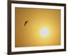 Silhouette of Flying Ring-Billed Gull at Sunrise, Merritt Island National Wildlife Refuge-Arthur Morris-Framed Photographic Print