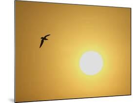 Silhouette of Flying Ring-Billed Gull at Sunrise, Merritt Island National Wildlife Refuge-Arthur Morris-Mounted Photographic Print