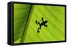Silhouette of Frog through Banana Leaf-Martin Harvey-Framed Stretched Canvas