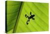 Silhouette of Frog through Banana Leaf-Martin Harvey-Stretched Canvas
